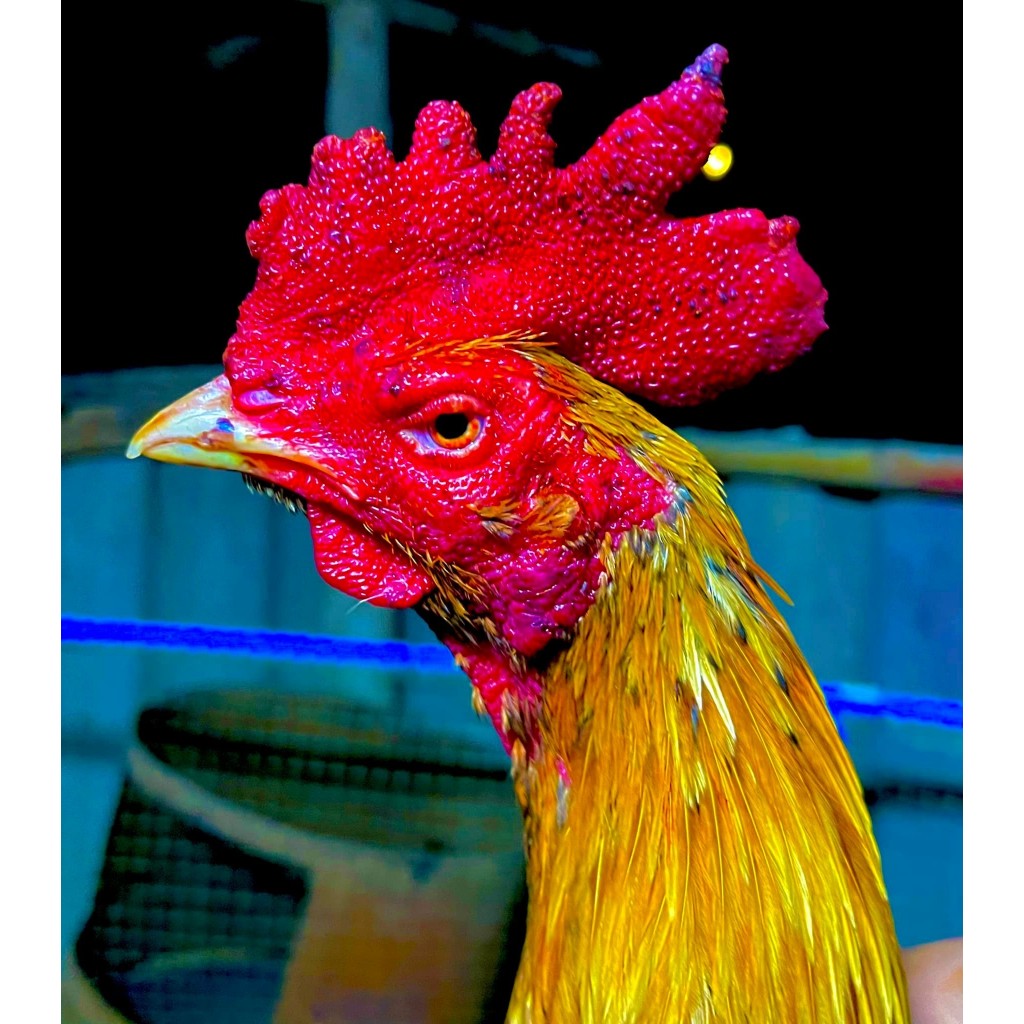 รูปภาพ 2