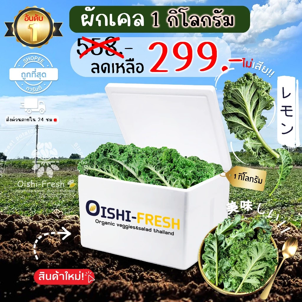 🛒Oishi-Fresh 🥬ผักเคล ปลอดสารพิษ 1 กก. รสชาติกรอบ สด ใหม่ ใยอาหารสูง หวานออร์แกนิค ผัก เคลมได้ 1-2 วัน