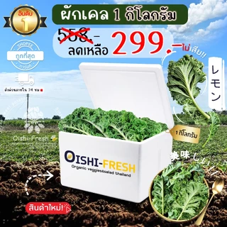 🛒Oishi-Fresh 🥬ผักเคล ปลอดสารพิษ 1 กก. รสชาติกรอบ สด ใหม่ ใยอาหารสูง หวานออร์แกนิค ผัก เคลมได้ 1-2 วัน