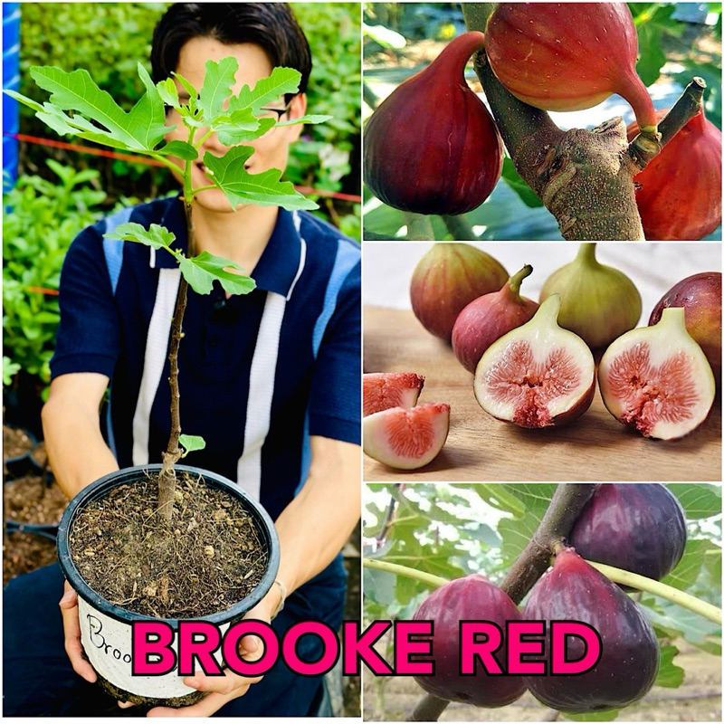 ต้นมะเดื่อฝรั่ง Brooke Red ต้นฟิก Brooke Red สูง 40-50 ซม. ต้นพันธุ์มะเดื่อฝรั่ง Brooke Red