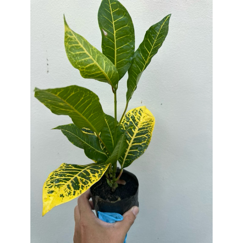 ต้นโกสน ตะเพียนทอง สูง 15 -20 ซม  Patsorntree