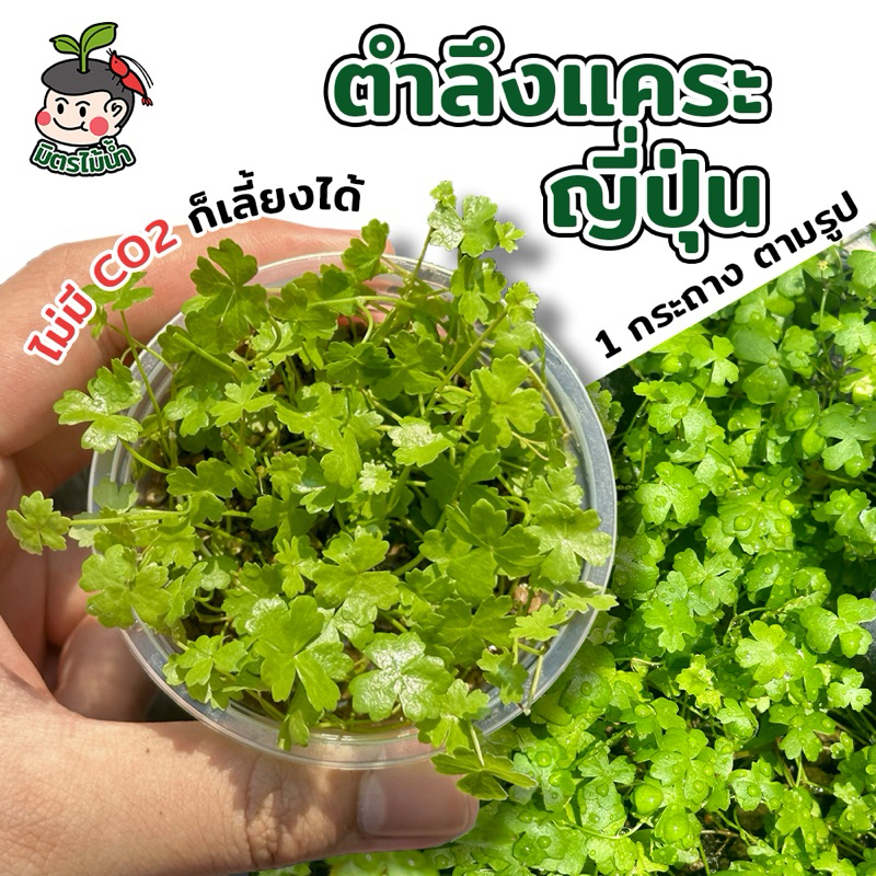 ตำลึงแคระญี่ปุ่น ไม้น้ำเลี้ยงง่าย ไม่ง้อCO2 ไม่ง้อคาร์บอน