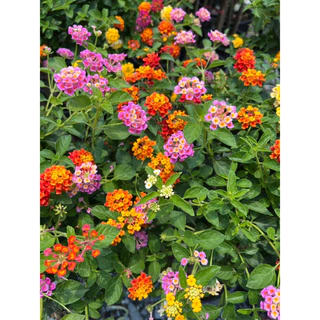ผกากรองแฟนซี เสียบยอด มีหลายสีในต้น สวยมากๆ Lantana camara, tick berry