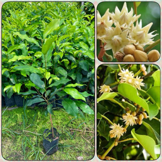 ต้นพิกุลทอง ไม้ดอกกลิ่นหอม ( สูง 70-90cm) ต้นแข็งแรง พร้อมปล…