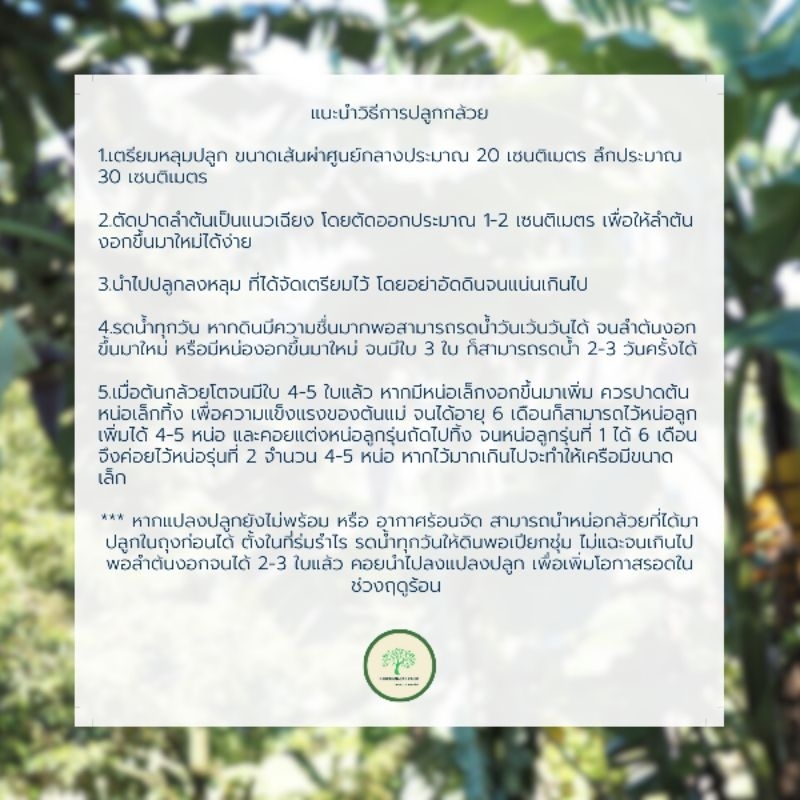 หน่อกล้วยน้ำว้าพันธุ์มะลิอ่องแท้💯 ชุด20หน่อ350บาท - รูปที่ 2