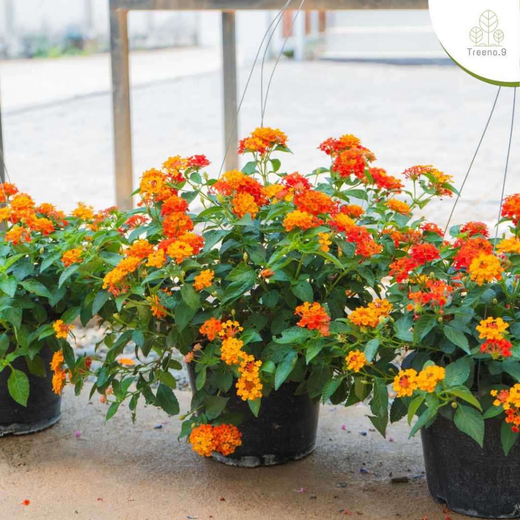 Treeno.9 T196 ผกากรอง Cloth of gold สีส้มเหลือง  กระถาง 8 นิ้ว ออกดอกง่าย และสวยงามตลอดทั้งปี โตไว ดอกสวย ไม้ชอบแดด