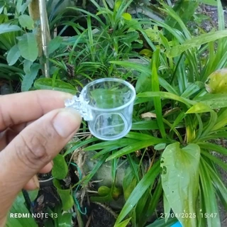 อ่างอาบน้ำและถ้วยใส่อาหาร นกชมพู่สวน นกกินปลี