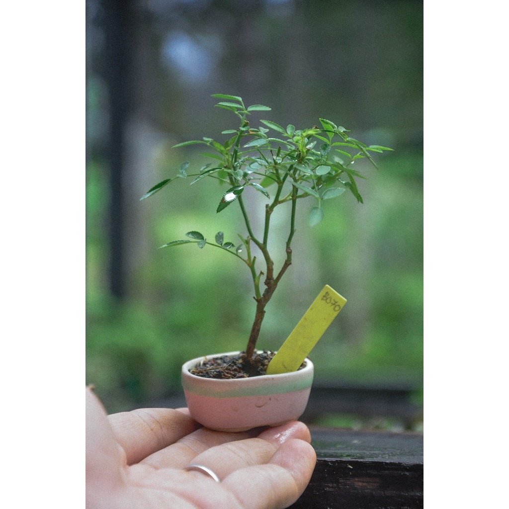 กุหลาบแคระญี่ปุ่น บอนไซจิ๋ว ในกระถางบอนไซญี่ปุ่น by minature_c