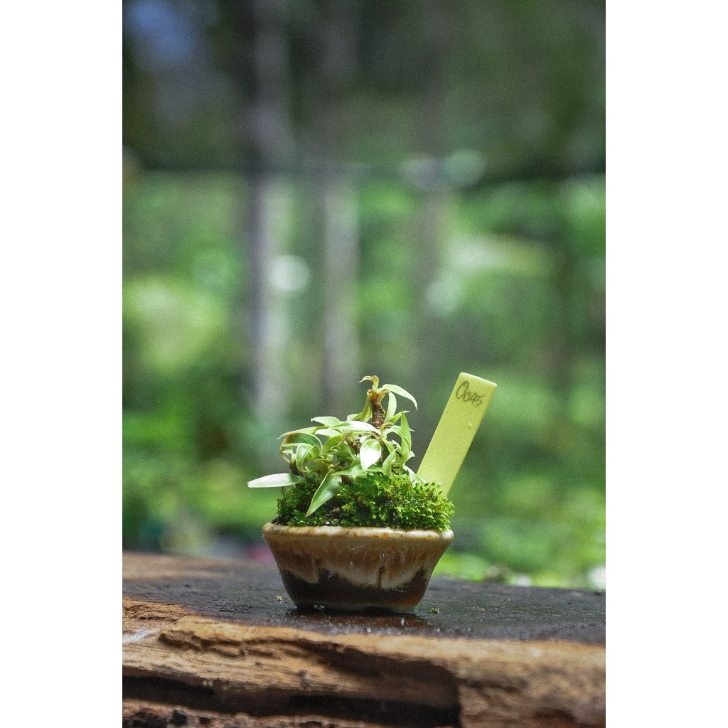 บอนไซจิ๋ว ไซส์เล็กสุด Kenshitsubo มีหลายสายพันธุ์ให้เลือก by miNATURE_c