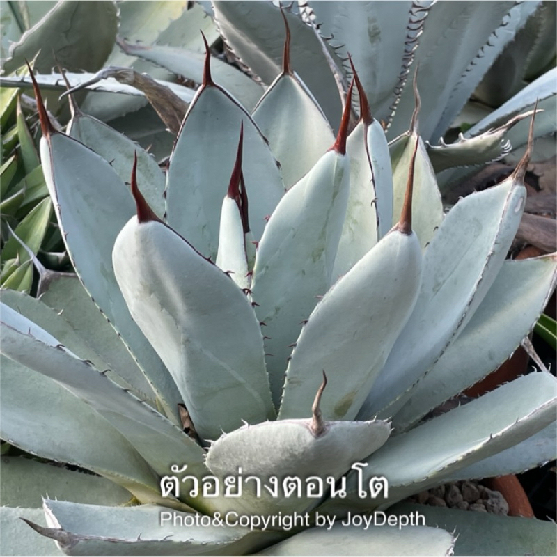 Agave Parryi Truncata ขายต้นละ 350 บาท
