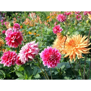 เมล็ดดอกรักเร่ คละสี 100 เมล็ด เมล็ดรักเร่ Dahlia Color Mix