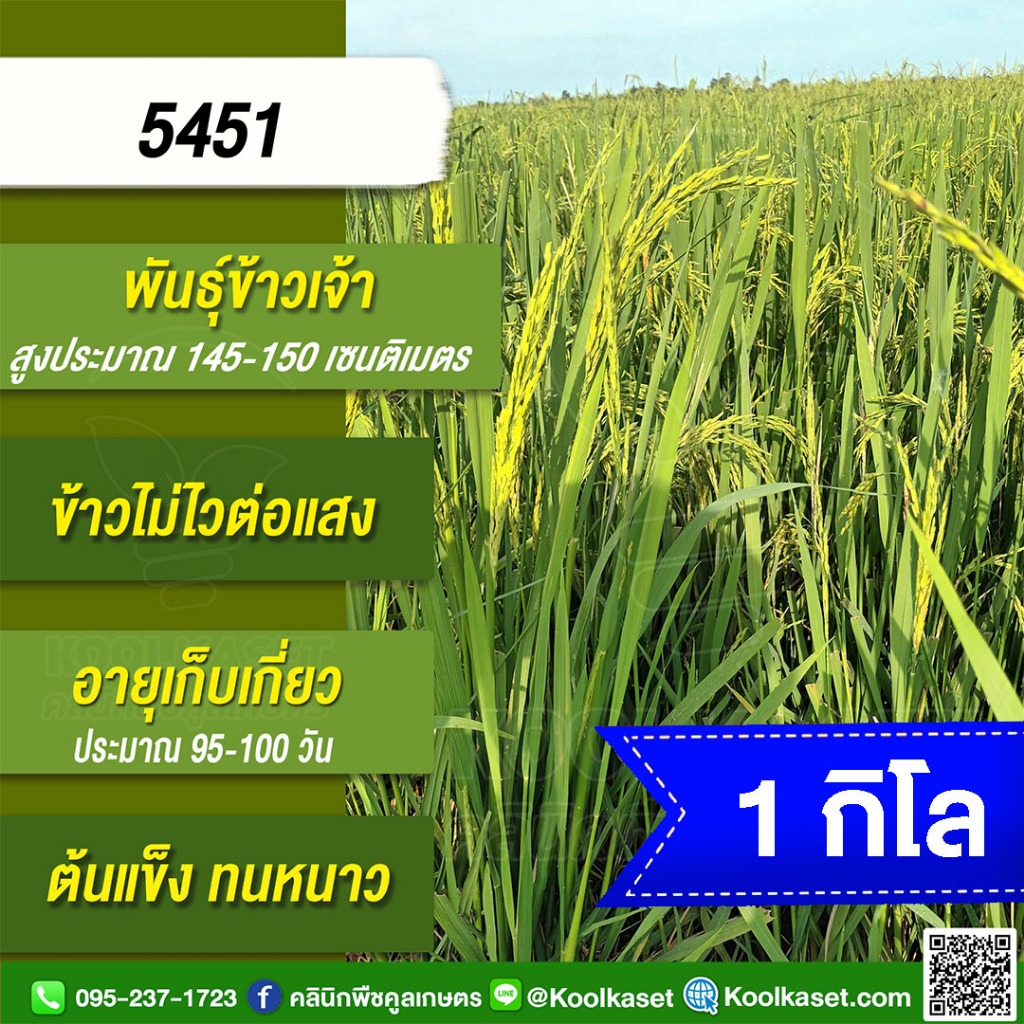 เมล็ดพันธุ์​ข้าว ​ทดลองปลูก ข้าวเจ้า 5451 นาปี นาปรัง ไม่ไวแสง เมล็ดนิ่ม หนีน้ำ ทนดินเปรี้ยว 1 กก. ค