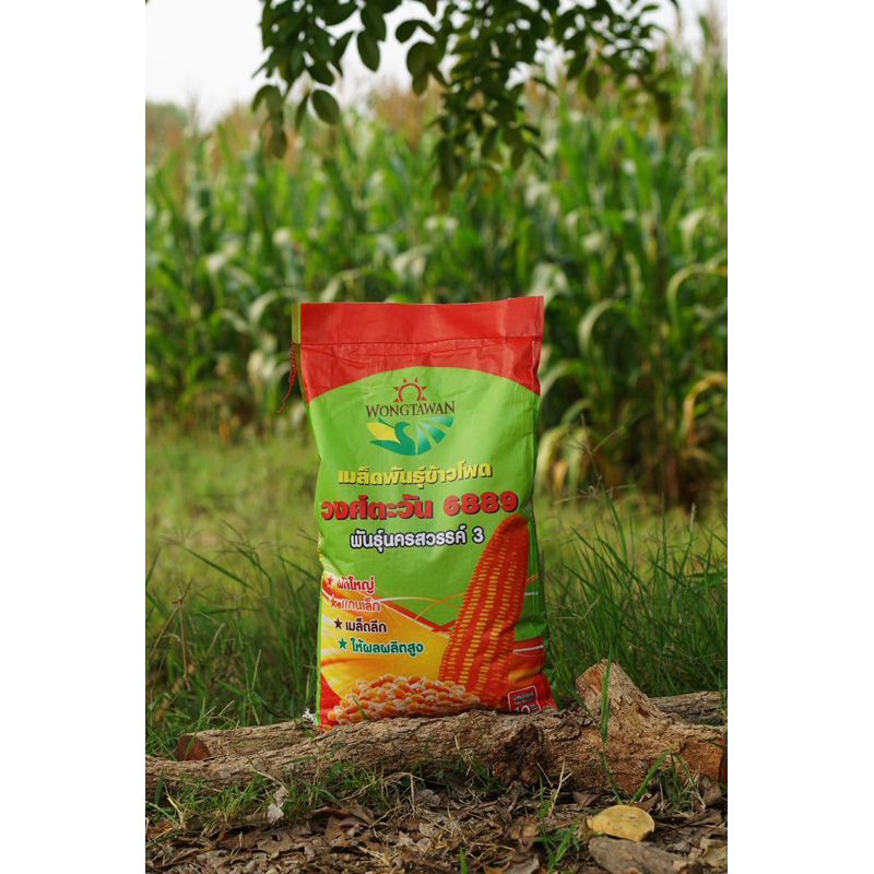 เมล็ดพันธุ์ข้าวโพด วงศ์ตะวัน 6889