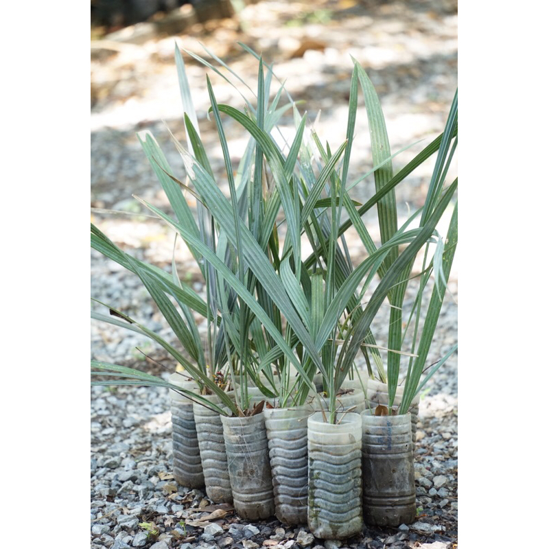 ปาล์มตาลฟ้า (Bismarckia nobilis) ต้นแม่ใบฟ้า ขนาดประมาณ 60ซม. 4-5 ใบ บรรจุในถุง 4x7นิ้ว #Bismarkia #ตาลฟ้า #ปาล์ม