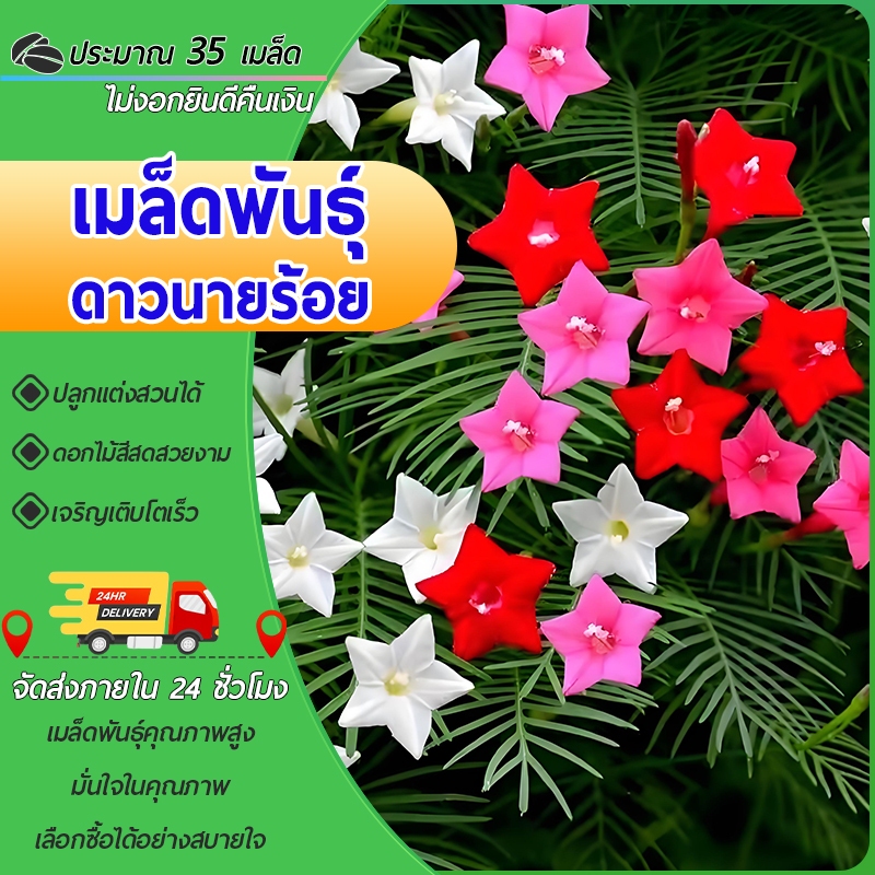 35 เมล็ดเมล็ดพันธุ์ดาวนายร้อย เมล็ดดาวนายร้อย ดาวนายร้อย เมล็ดคอนสวรรค์ คละสี พันสวรรค์ ดอกฝน