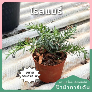 โรสแมรี่ กระถาง 4 นิ้ว สมุนไพรสำหรับทำอาหาร