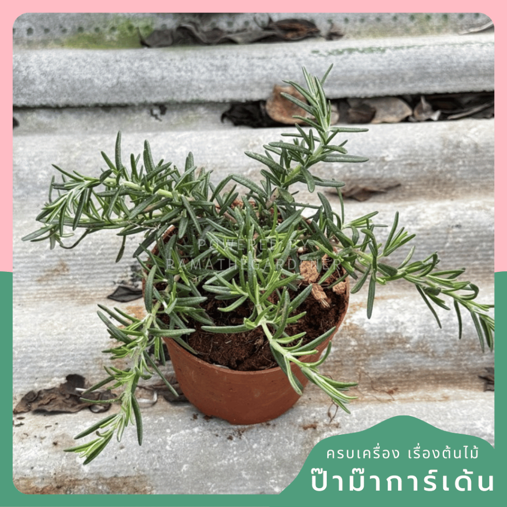 มุมมอง 2