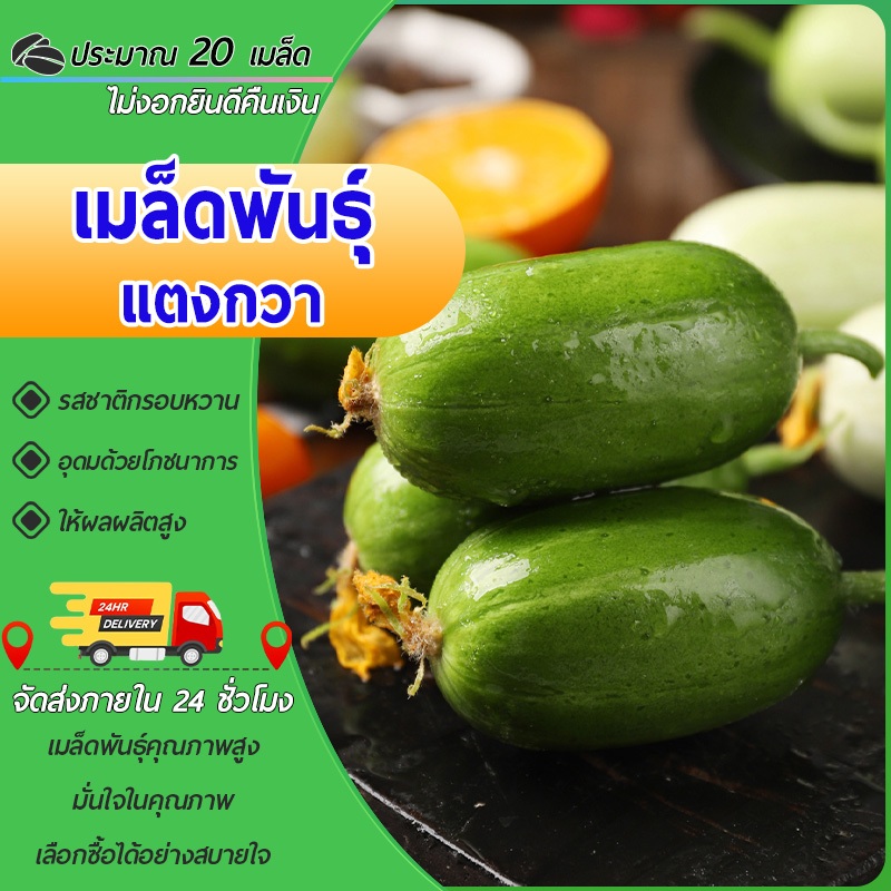 20เมล็ดเมล็ดพันธุ์แตงกวาเมล็ดแตงกวาจินถง เมล็ดแตงกวาผลไม้ ผักสวนครัว ปลูกง่าย โตเร็ว