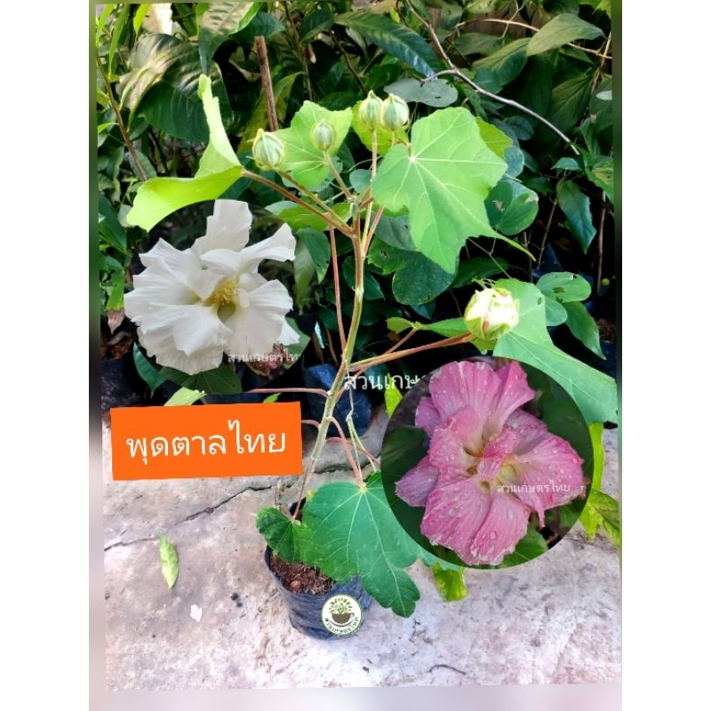 ต้นพุดตาลไทย ดอกไม้เปลี่ยนสีได้ 3 สี ใน1 วัน