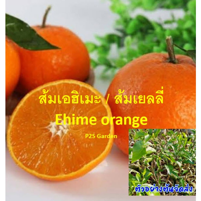 ต้นส้ม ส้มเอฮิเมะ Ehime ส้มเยลลี่ ต้นเสียบยอด นำเข้าทั้งต้น สูง 30-50 ซ.ม.
