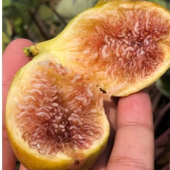 มะเดื่อฝรั่งสายพันธุ์ Longue d'Aout( LDA)  กระถาง8