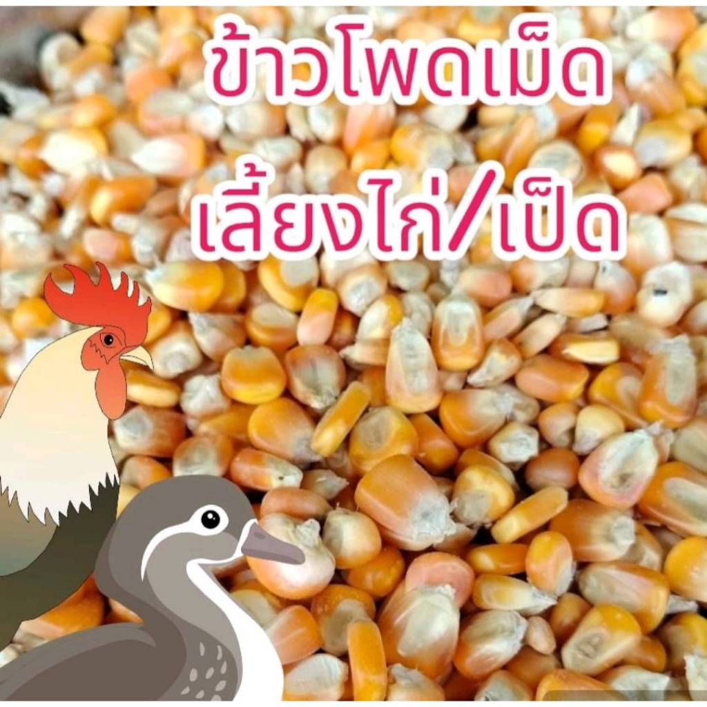 20 กิโลกรัม ข้าวโพดเม็ด สำหรับเลี้ยงไก่ เป็ด คัดคุณภาพ ใหม่ สะอาด เม็ดสวย ข้าวโพดอาหารสัตว์