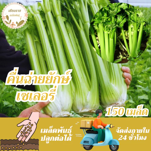 เมล็ดพันธุ์ คื่นฉ่ายยักษ์ คื่นฉ่ายฝรั่ง เซเลอรี่ 150เมล็ด Celery Utah Seedเมล็ดพันธุ์แท้100%นำเข้าจากต่างประเทศ ปลูกผัก