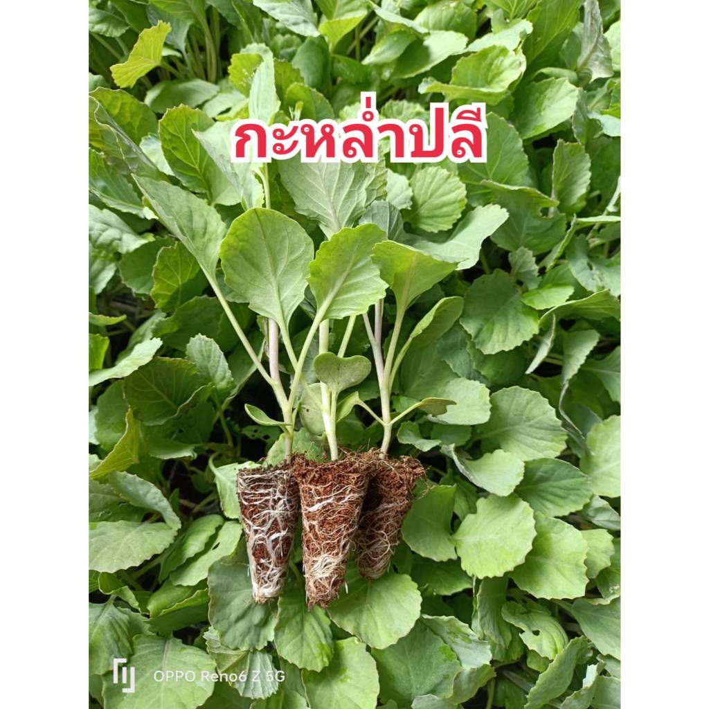 ต้นกล้ากะหล่ำปลี 20 ต้น ต้นกล้าผักพร้อมปลูก ต้นกล้าผักสวนครัว ต้นกล้ากะหล่ำหัวใจ กะหล่ำดาว