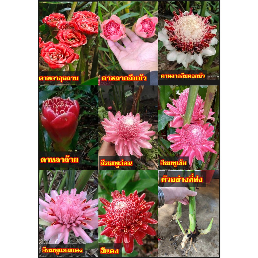 มี12รายการ เหง้า หน่อ ต้น ดาหลา ต้นดาหลา ดอกดาหลา หน่อดาหลา หง้าดาหลา ดาหลากลีบดอกบัว ดาหลาถ้วย ดาหลากุหลาบ สี แดง ชมพู