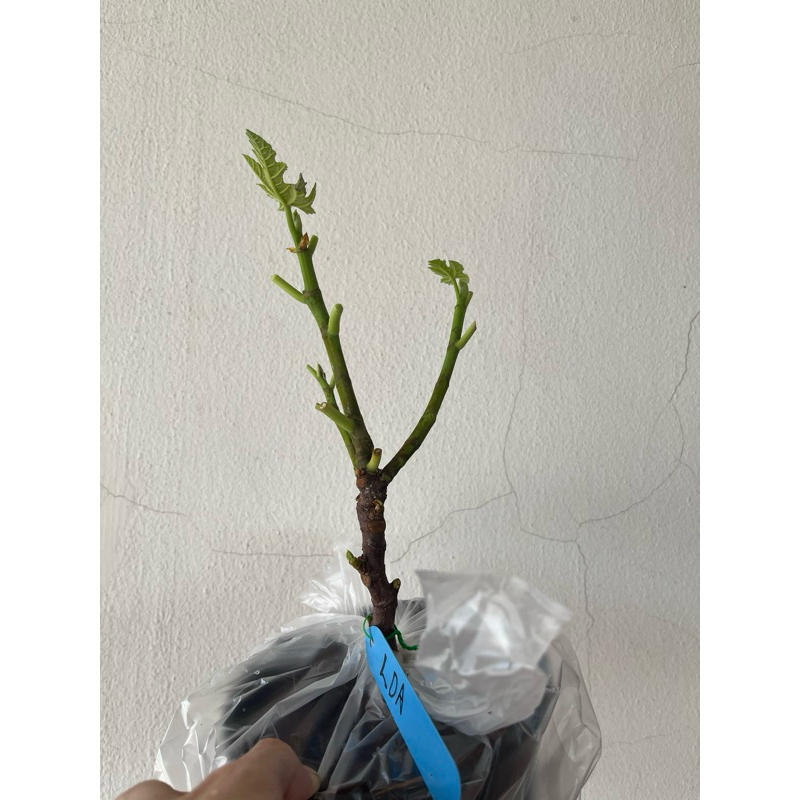 มะเดื่อฝรั่งLDA Longue D Aout อนุบาลในกระถาง 6 นิ้ว