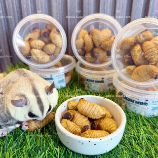 🥥🐛 ดวงสาคู หนอนแว๊กซ์ ด้วงมะพร้าว หนอนด้วง ฟรีซดราย ด้วงอบแห้ง สำหรับสัตว์เลี้ยง ชูการ์ กระรอก แฮมสเตอร์ บุชเบบี้