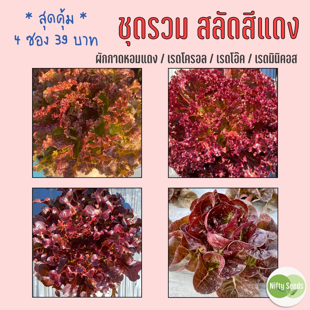 ชุดรวม เมล็ดสลัดสีแดง 4 ชนิด ผักกาดหอม เรดโครอล เรดโอ๊ค เรดมินิคอส งอกดีมีคู่มือ เมล็ดปี 68 เมล็ดพันธุ์ผักสลัด ผักสลัด
