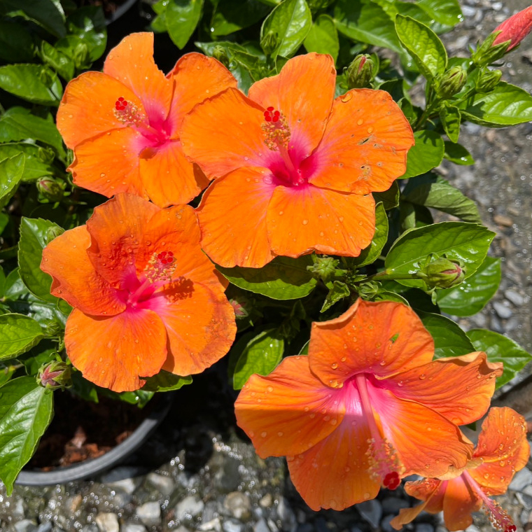 ชบาส้มเพลิง ชบาสีส้มสด ให้ดอกดกเต็มต้น Orange Hibiscus Pink Versicolor
