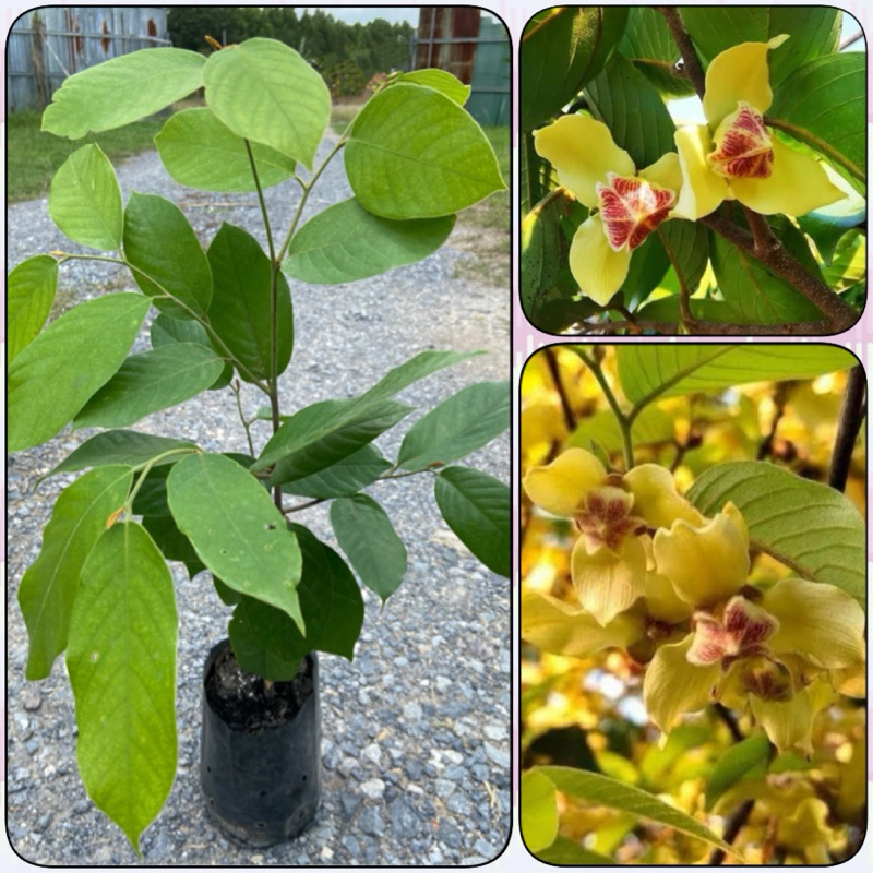 ต้นนมหนู ต้นมะป่วน ไม้ไทยดอกหอม ทนแล้งได้ดี (สูง 30-50cm)