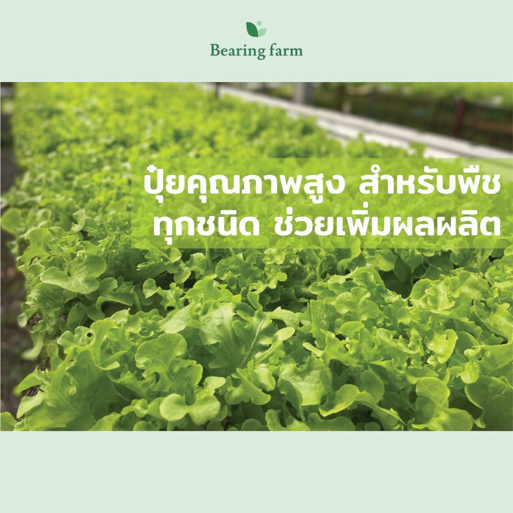 ปุ๋ย AB ขนาด 1 ลิตร สูตรเข้มข้น โตไว ปลอดภัย