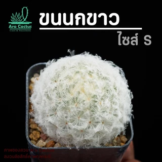 แคคตัสราคาถูก ส่งทั้งกระถาง 15 บาททุกต้น ครบ8ต้นมีแถม ตะบองเพชร สวยๆ cactus กระบองเพชรราคาถูก แคนตัส