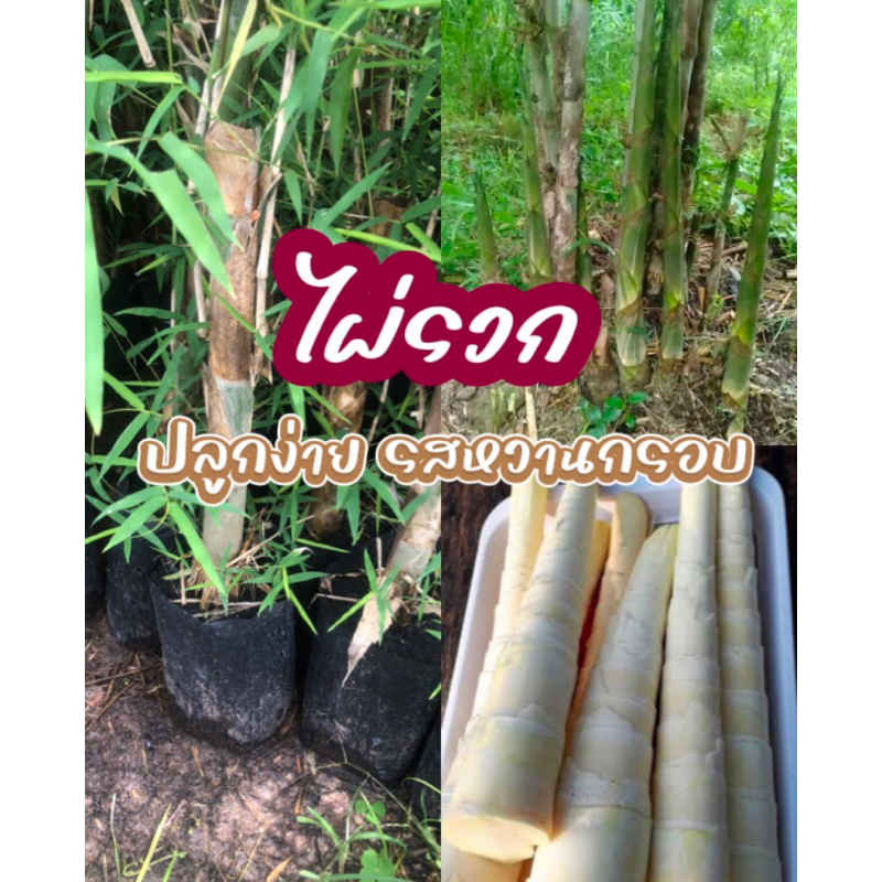 ไผ่ลวก 1 ต้น ปลูกง่าย รสชาติหวาน กรอบ ทำหน่อไม้นอกฤดูได้