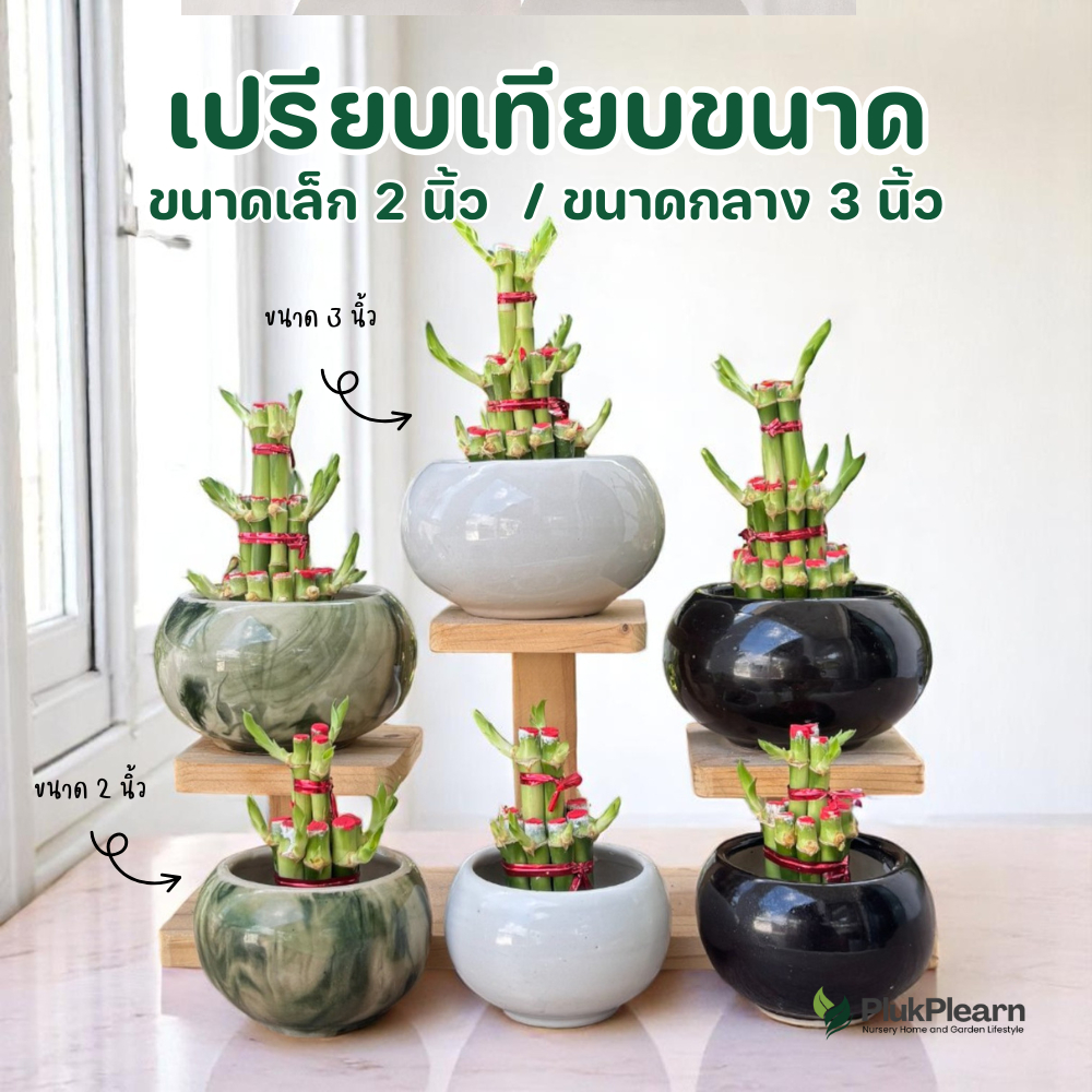 ไผ่กวนอิม 4 ชั้น ((งอกมีใบ))พร้อมกระถาง 6 นิ้ว ขนาดใหญ่มาก สำหรับบูชา และเป็นของขวัญ สำหรับปลูกในน้ำ - รูปที่ 5