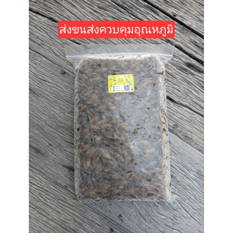 สะดิ้งแช่แข็ง ไม่ใส่เกลือ  ขนาด 250 กรัมถึง 1000 กรัม ส่งขนส่งควบคุมอุณหภูมิ