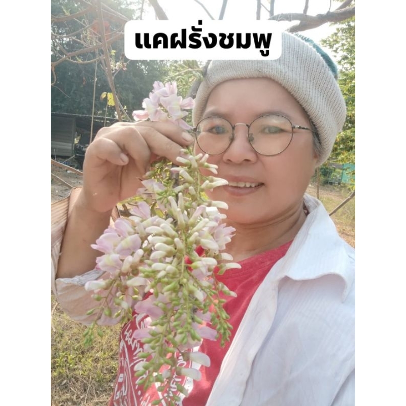 แคร์​ฝรั่ง​สีม่วง​ ขายกิ่ง​ปักชำ​1​ชุด​10​กิ่ง​100​บาท​(ตัดยาวราว15เซ็น)​