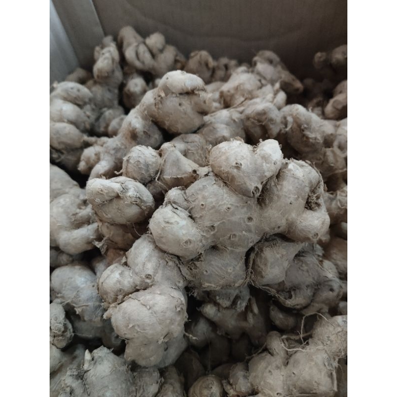 กระชายดำหัวสด สามารถนำไปปลูกได้ขนาด500กรัม