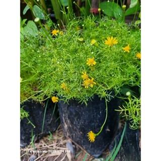 ดอกเดซี่สีเหลือง 1 ต้นถุงดำใหญ่ ไม้ประดับ🌱