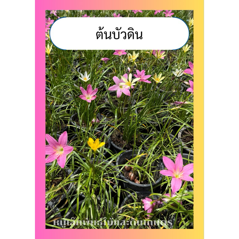 ต้นบัวดิน ไม้พุ่ม ดอกน่ารัก หลากหลายสี กระถาง5นิ้ว