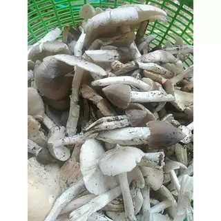 ก้อนหัวเชื้อเห็ดโคนเข้มขัน ของแท้ สายพันธุ์ดอกใหญ่