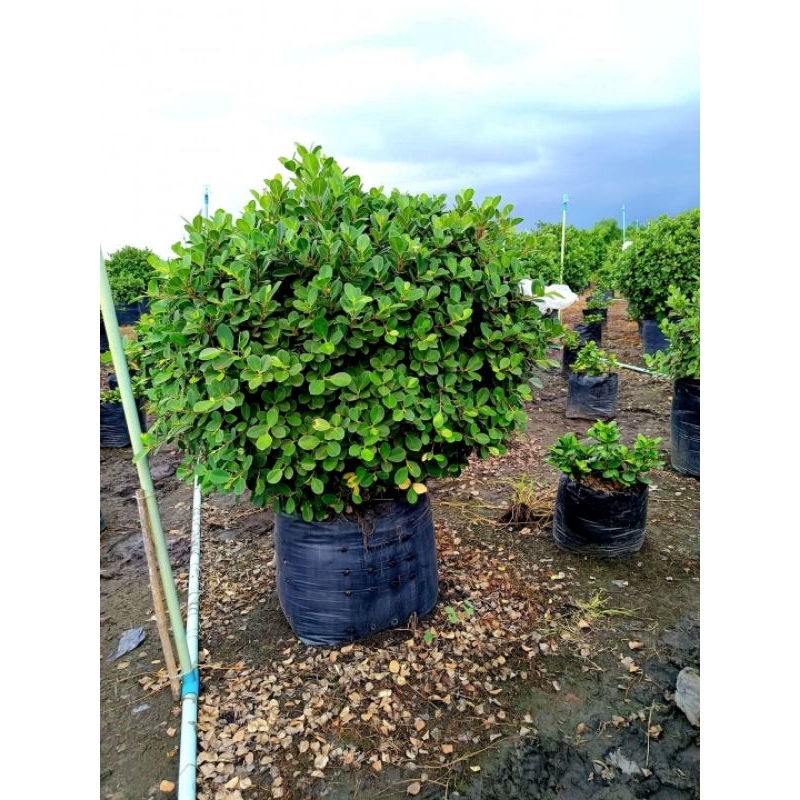 ต้นช้อนเงินช้อนทองไม้มงคล 1 ต้นถุงดำเล็ก