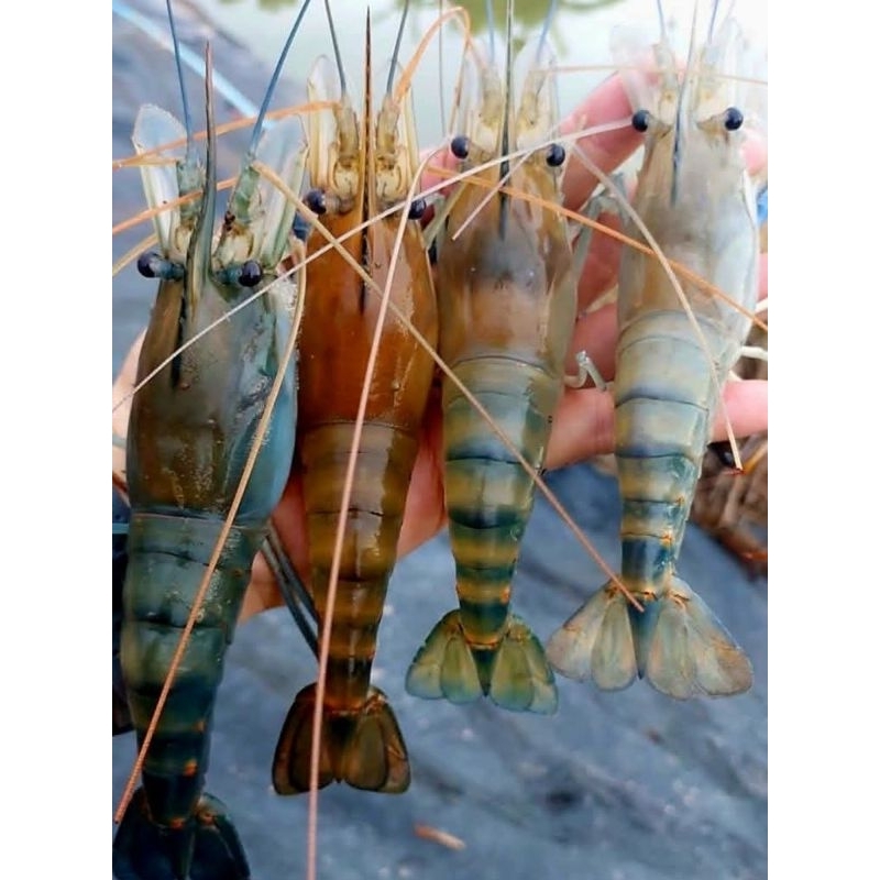 หัวเชื้อตกกุ้ง ชนิดผง Shrimp feed ขนาด 100ml. ราคา ถูกที่สุด ดีลบีเคเค แกลเลอรีภาพที่ 4