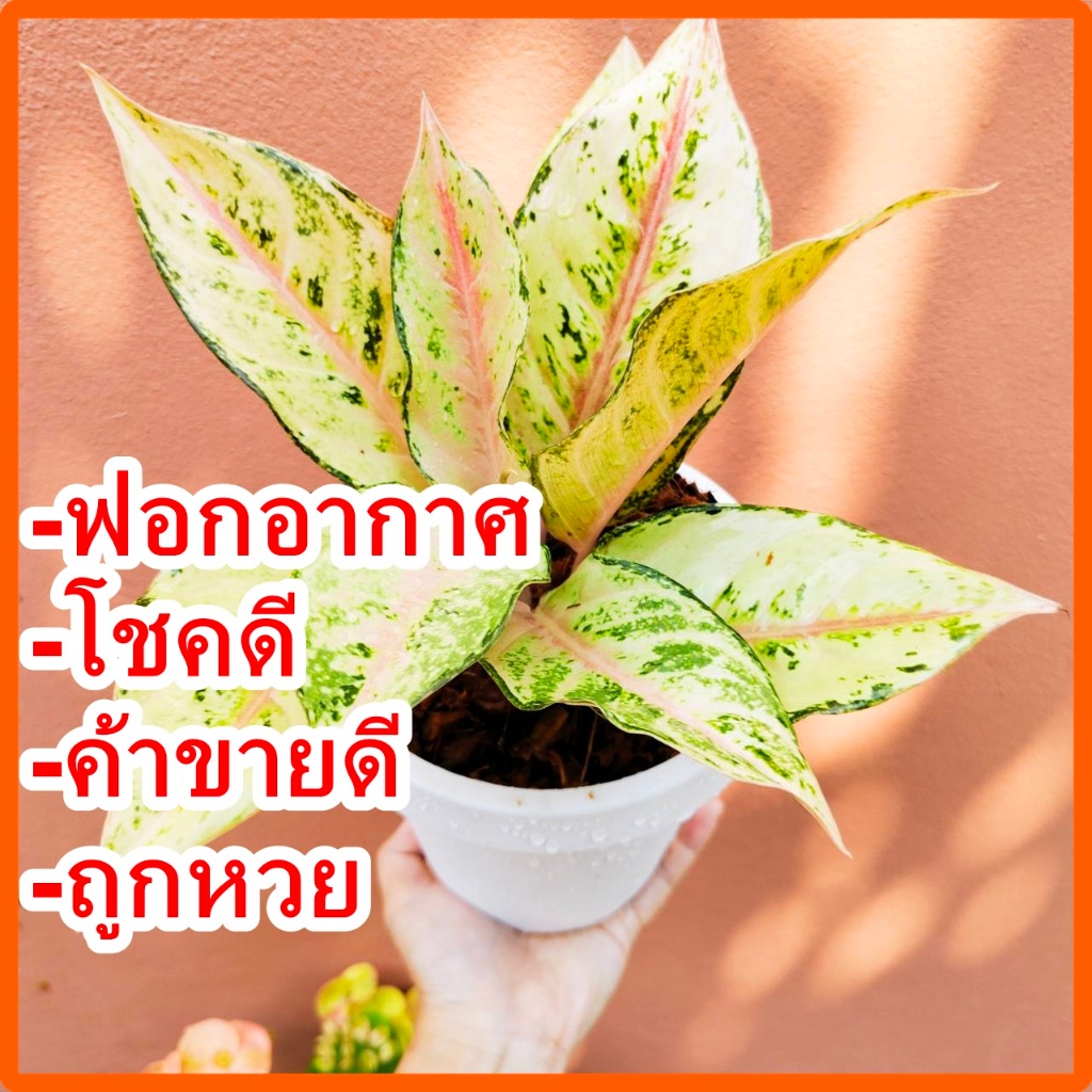 ต้นโชคดี ลัคกี้ ไม้มงคล เรียกทรัพย์ กระถางขาว6นิ้ว พร้อมจานรอง ไม้ฟอกอากาศ ราคา ถูกที่สุด ดีลบีเคเค