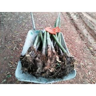 [เหง้าสด] ไผ่เลี้ยงหวาน 3 ฤดู / กินหน่อ [rhizome ] [จากกอแม่เพาะเมล็ด 5 ปี] ไผ่เลี้ยงหวานมีอายุ 30ปี-มากกว่า