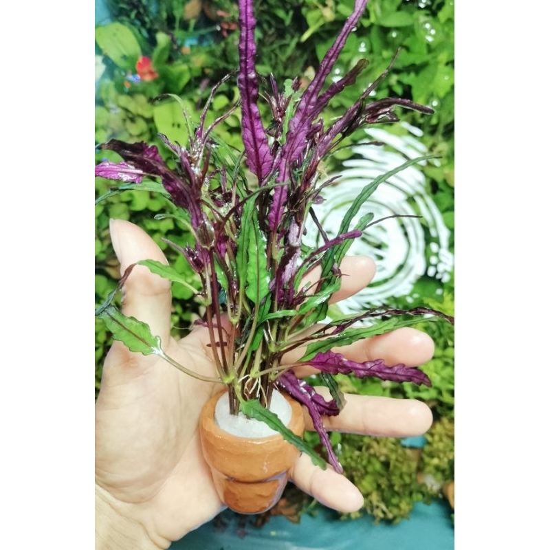 ต้นไม้น้ำ ตกแต่งตู้ปลาสวยงาม ( 3 ต้น 100 บาท)