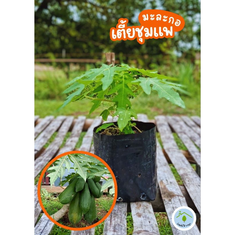 #พิเศษ3ต้น100 ‼️ต้นมะละกอเตี้ยชุมแพ สายพันธ์ุเตี้ยแท้100%